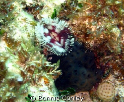 Split-crown feather duster seen at Isla Mujeres May 2008.... by Bonnie Conley 